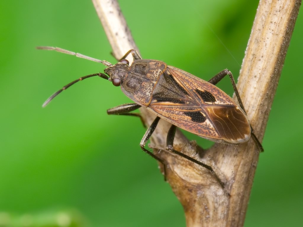 Rhyparochromus pini (Linnaeus, 1758)